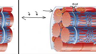 Sarcoplasmic Reticulum and T Tubules [upl. by Jehiah]