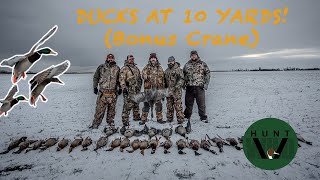 MALLARDS amp PINTAILS In the SNOW Bonus Sandhill Crane [upl. by Nilpik]