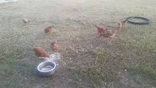 Raising 8 Sasso chicken on free range System [upl. by Aihseya]