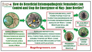 How to control MayJune beetles using beneficial nematodes [upl. by Ahtanoj974]