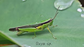 MEIOTIC CELL DIVISION STAGES OF GRASSHOPPER Oxya sp [upl. by Marcile494]