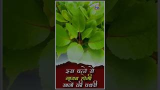 पत्थरचटा । Patharchatta benefits Patharchatta for kidney stone for Gallbladder stone Bryophyllum [upl. by Otsirave545]