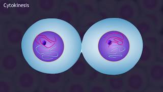 Mitosis and the Cell Cycle Animation [upl. by Amyaj]