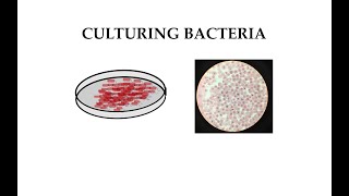 Culturing Bacteria 11 [upl. by Hak]