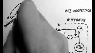 Complement 3  Classical and MBL Pathways [upl. by Palladin]