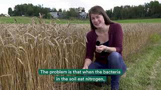 Using bacteria to reduce greenhouse gas emissions from farming [upl. by Philender]