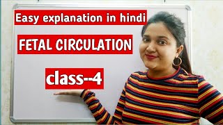 FETAL HEART CIRCULATION Easy explanation in hindi [upl. by Dumah597]