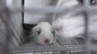 Chinchilla Noises  Baby Squeaks [upl. by Lorianne]