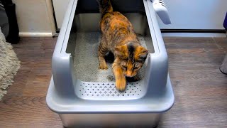 OEBITOR Stainless Steel Litter Box with Lid XL Extra Large for Big Cats REVIEW [upl. by Dalia156]