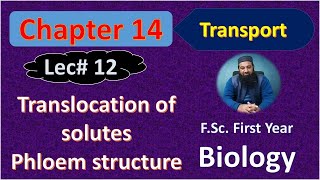 Translocation of Solute I Phloem Structure I Chapter 14 Biology I FSc First Year Lec  12 [upl. by Leakcim]