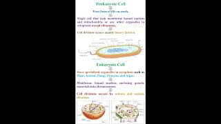 Prokaryotes Cell vs Eukaryote Cell geneticteacher [upl. by Sheline663]