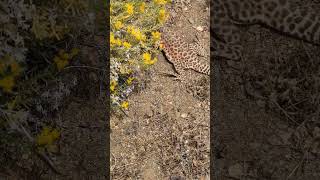 Longnosed Leopard Lizard  2024 Year List [upl. by Ueihttam]