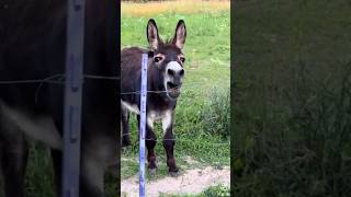 Funny Horse funny funnyshorts horse comedy comedyshorts [upl. by Neelia]