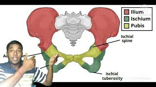 Anatomy of Hip bone innominate bonepelvis boneiliumischiumpubis  full Discuss\\Very easy💪💪 [upl. by Garner]