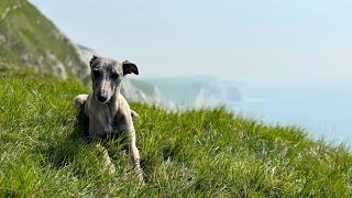 Top 5 Reasons Whippets Make the Best Pets [upl. by Drona]