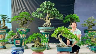 Thi bonsai 66 0338053191 chào bán lô kiểng thành phẩm  đa dạng loại cây nhiều dáng đẹp [upl. by Ly]