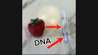 Extracting DNA from a strawberry [upl. by Dranyam]