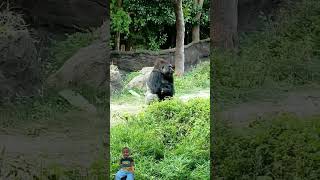 Gorilla beatsytshorts gorillamode zoo gorilla animals [upl. by Enoch]