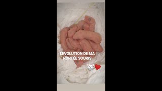 LÉVOLUTION DE MA PORTÉE SOURIS  Pickouik et genna 31 mars 19 [upl. by Knuth]