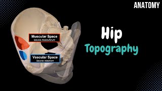 Topography of the Hip Foramina Canals Spaces Femoral Canal [upl. by Morissa]