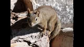 SONIDO DE LA ARDILLA SOUND OF SQUIRREL  carlosmanfacebookxblogspotcom [upl. by Caravette]