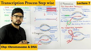 Transcription  Gene Expression  Lecture 7 [upl. by Medovich]