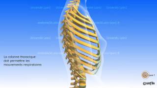 La colonne vertébrale Régions vertébrales et courbures vertébrales [upl. by Lyle]