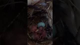 Newly Hatched Starling Chicks 🐣 birds nature wildlife shorts [upl. by Tobias]