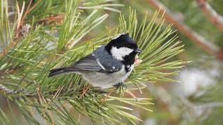 Московка Periparus ater  Coal Tit song [upl. by Dnumsed]