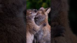 The expression on a kangaroos face looks just like a humans Kangaroos Love Making kangaroo [upl. by Nawuj]