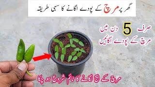 Mirch ugane ka shi tarika  How to grow chili at home  Full information seed to germination [upl. by Merriam150]