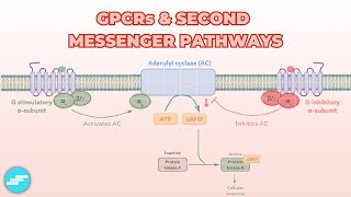 GProtein Coupled Receptors GPCRs amp Second Messenger Systems  Pharmacology [upl. by Flan]