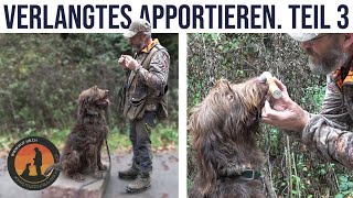 Dem Hund das Apportieren stufengerecht beibringen  Hundeschule UB [upl. by Arlynne309]