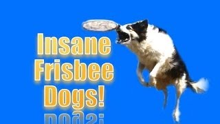 INSANE FRISBEE DOGS [upl. by Ayanal89]