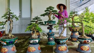 Cây cảnh bonsai 47 Cúc 0336875979 chào bán Mai Chiếu Thủy Nguyệt Quế Sam Khế Trang Me Siro [upl. by Scarlett403]