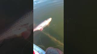 Dumar fishing new 🐟🐟 😱😱shorts ytshorts fishing AdiFishman RAWWFishing [upl. by Einnij]