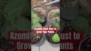 Using Azomite to Grow Your Plants shorts shortvideo farming gardening plants fertilizer [upl. by Laith284]