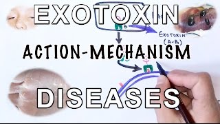 Mechanism of Exotoxin  Pathogens amp Diseases [upl. by Keldah]