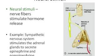 Chapter 16 Stimuli for Hormonal Secretion [upl. by Paucker367]