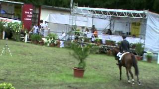 CyprianoLevisto gelding  2006 [upl. by Nawram]