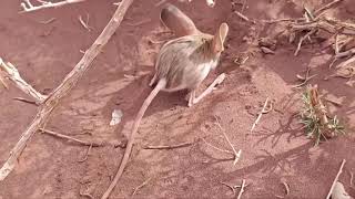 Rare longeared jerboa spotted in Xinjiang [upl. by Yznel420]