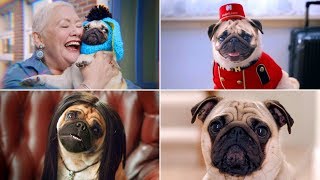 Only The Best Funniest Pugs Dog Commercials Ever [upl. by Winou254]