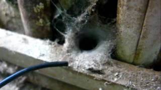 Funnel Web Spider attack [upl. by Yannodrahc]