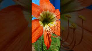 Hippeastrum Striatum flower cinematic nature flowers cinematic [upl. by Gratianna]