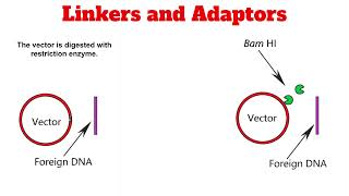 Linkers and Adaptors [upl. by Clovis]