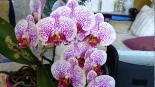 Orchideen Show von der Orchideenausstellung in Planegg 2012 und meine Eigene Orchideen [upl. by Reni]