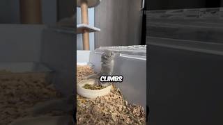 How Baby Chinchillas Climb chinderellaandprince shorts chinchilla pets cute animals [upl. by Quinby]