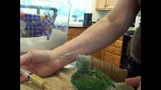 HAND FEEDING BABY INDIAN RINGNECK PARAKEET [upl. by Anatole727]