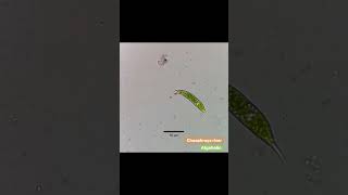 Euglena sp with 2x speed from freshwater Thailand Euglena Euglenoids [upl. by Yerac]