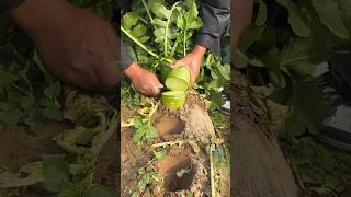 Fresh radish harvesting and cutting process [upl. by Linder]